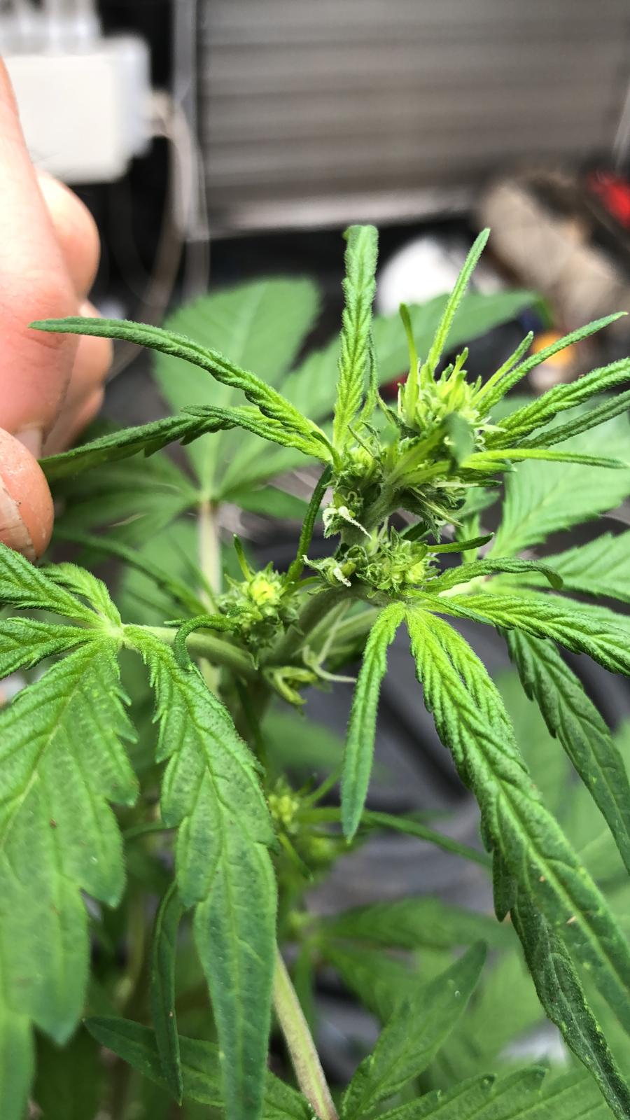 WhatsApp Image 2020-04-03 at 17.48.20.jpeg