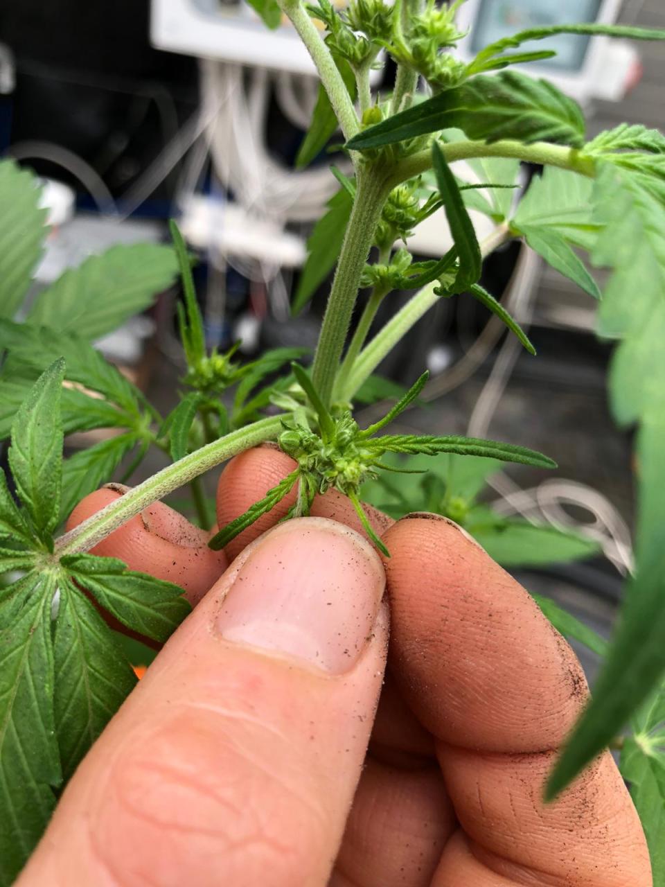 WhatsApp Image 2020-04-03 at 17.49.54.jpeg