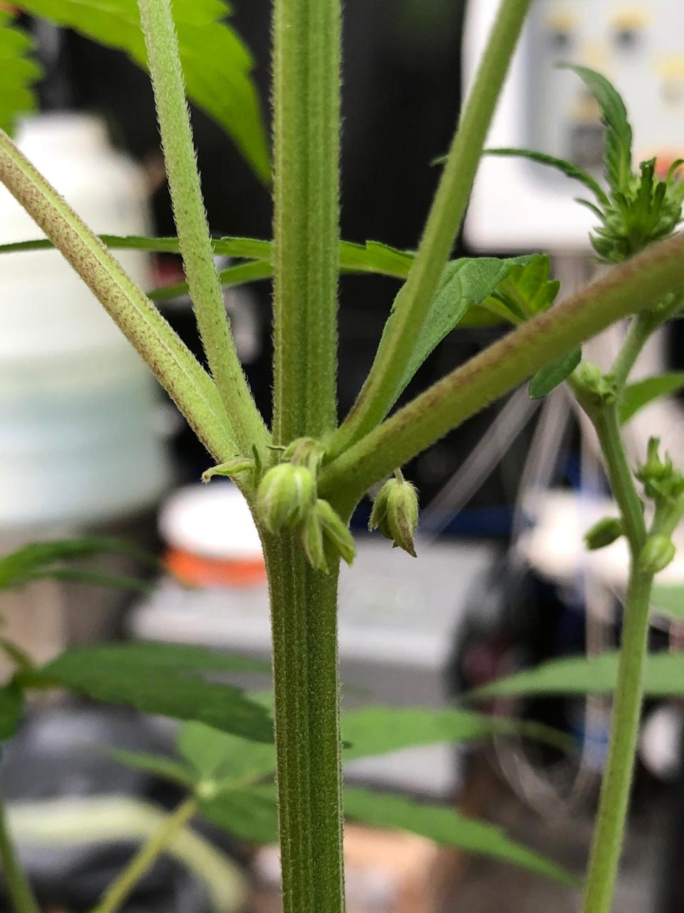 WhatsApp Image 2020-04-03 at 17.51.43.jpeg